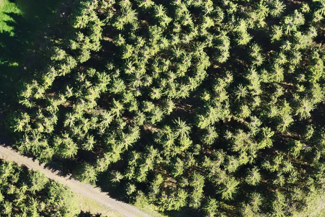 Automatic tree recognition from orthophotos - 2 of 5