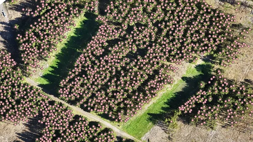 Automatic tree recognition from orthophotos - 1 of 5