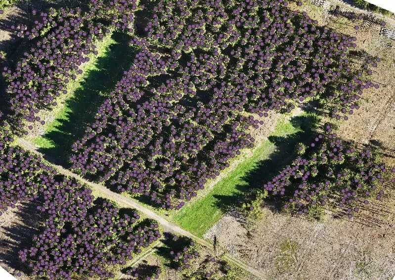Automatic tree recognition from orthophotos - 3 of 5