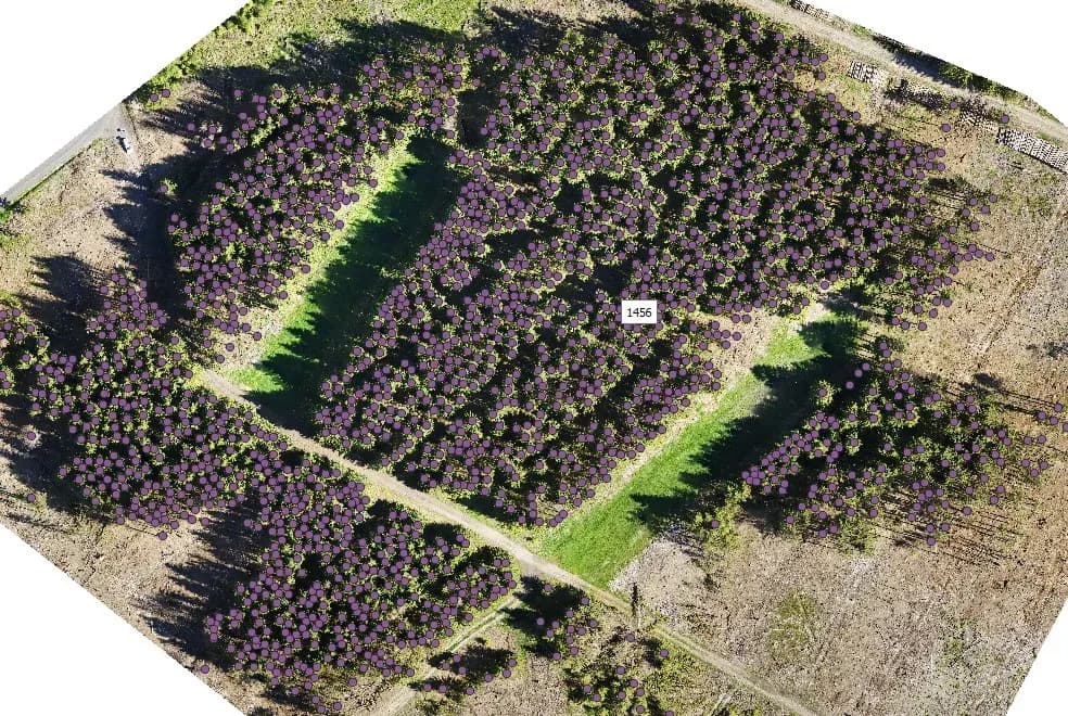 Automatic tree recognition from orthophotos - 4 of 5